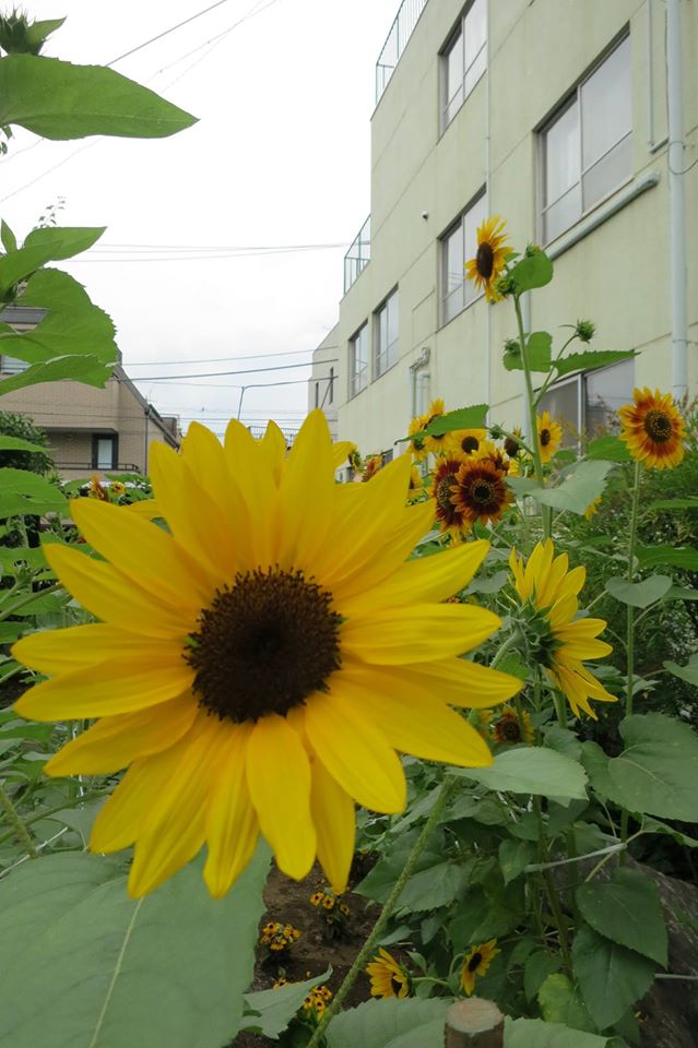 GIA14-Yostuya sunflower.jpg