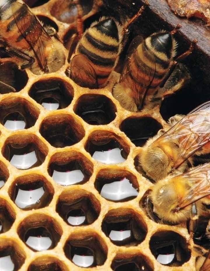 Bees meal.jpg