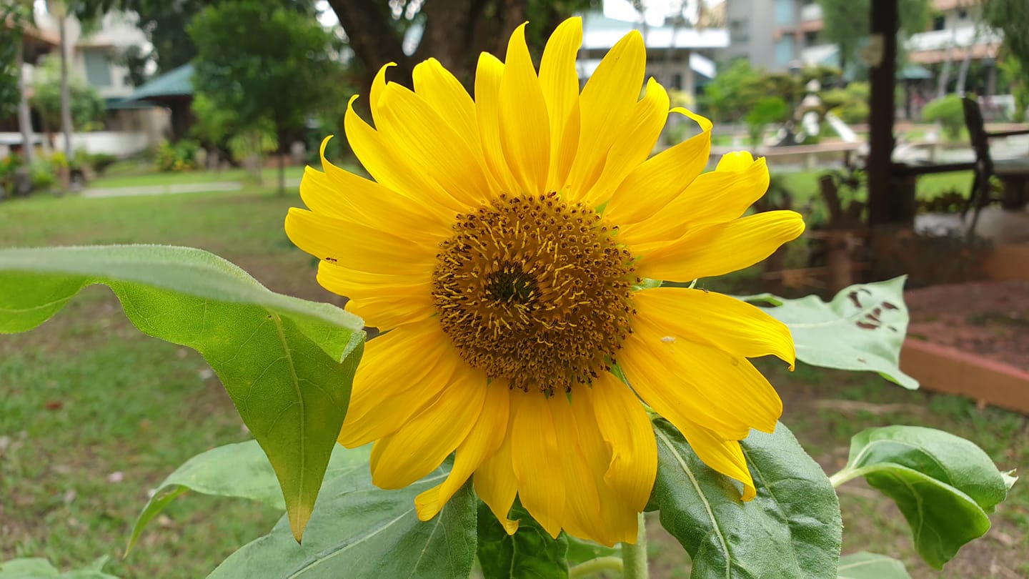 Sunflower-FIN SnDB.jpg