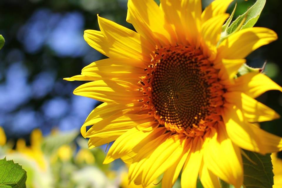 Sunflower AustraLasia.jpg
