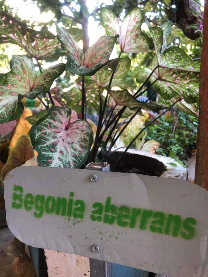 Begonia-fatumaca.jpg
