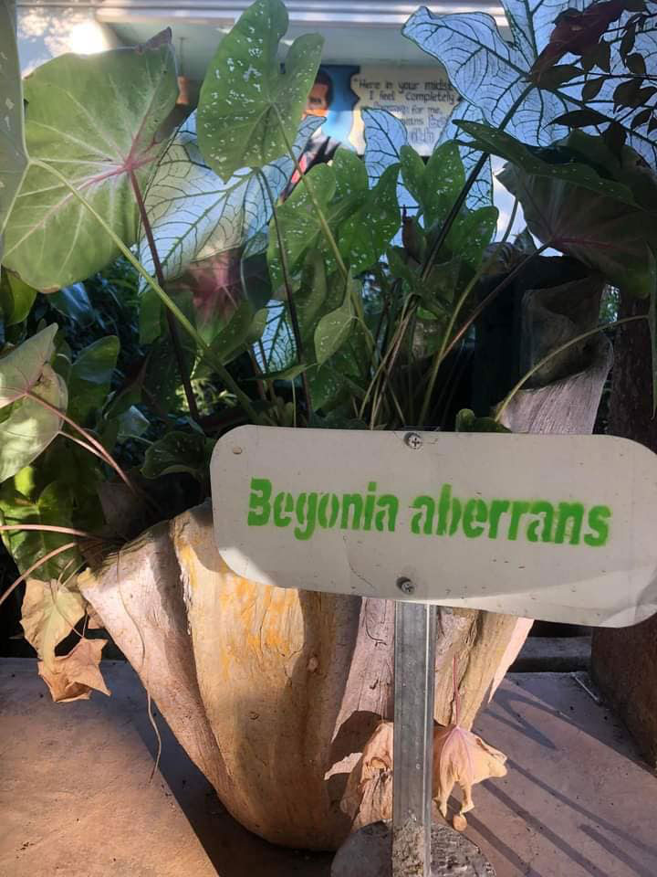 Begonia2-fatumaca.jpg